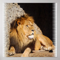 Impression photo Lion