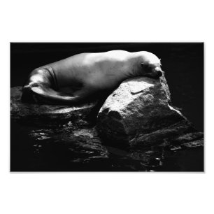 Impression Photo Lion de mer dormant .1781