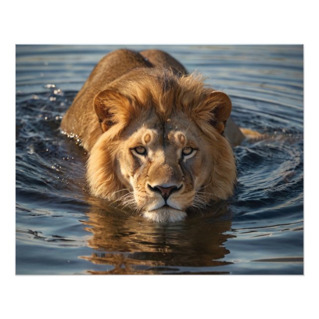 Impression Photo Lion de natation (Devant)