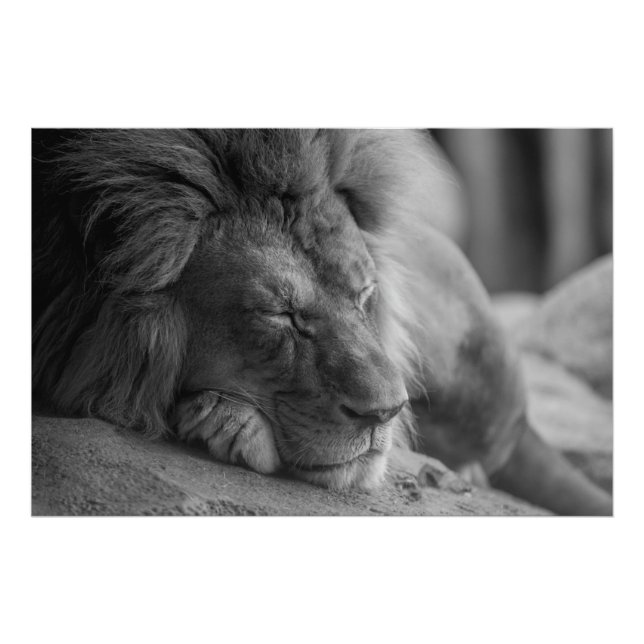 Impression Photo Lion dormant (Devant)