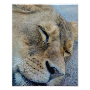Impression Photo Lion endormie