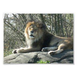 Impression Photo Lion heureux