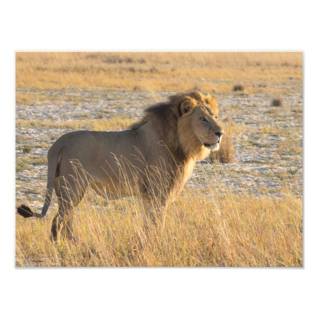 IMPRESSION PHOTO LION MALE (Devant)