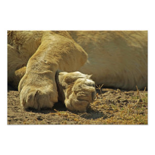 Impression Photo Lion Paws
