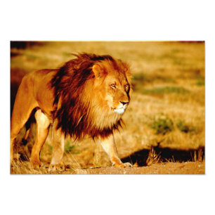 Impression Photo Lion solitaire