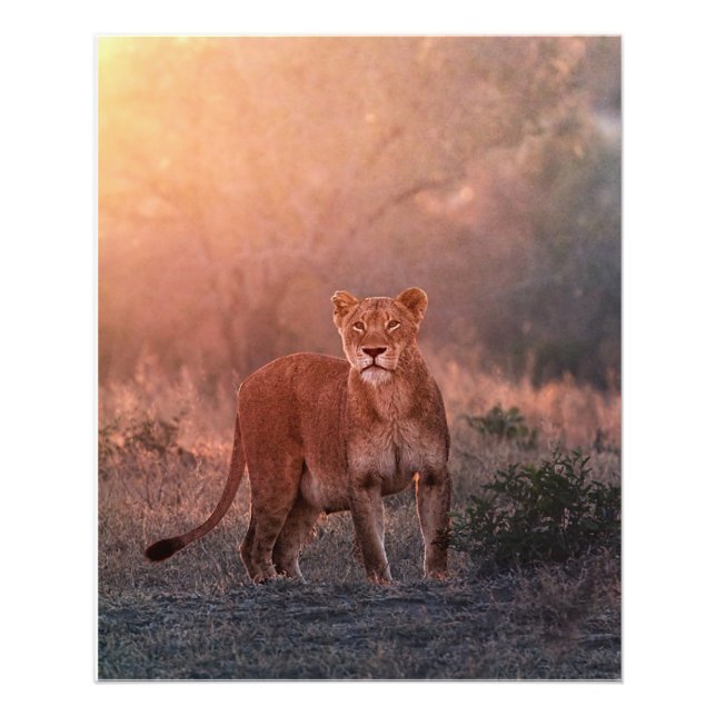 Impression Photo Lioness le matin (Devant)
