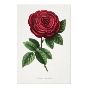 Impression Photo Lithographie de rose antique, François-Frédéric Gr