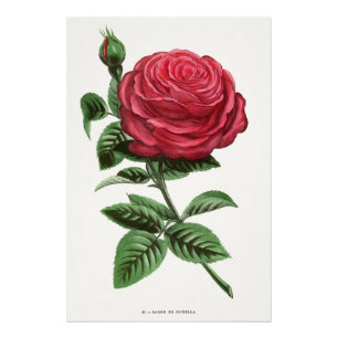 Impression Photo Lithographie de rose antique, François-Frédéric Gr