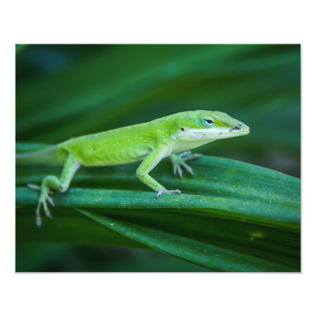 Impression Photo Lizard d'Anole Verte (Devant)