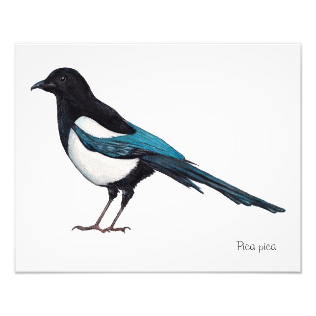 Impression Photo Lone Magpie (Devant)