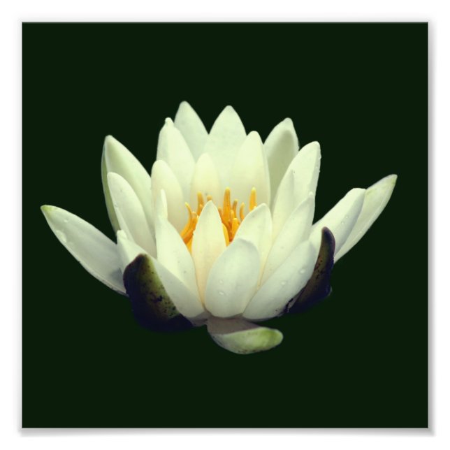 Impression Photo Lontus Blossom unique 8x8 (Devant)