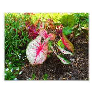 Impression Photo L'oreille d'éléphant