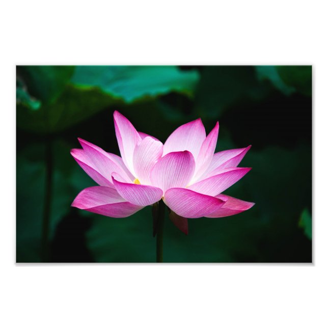 Impression Photo lotus (Devant)