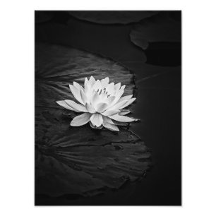 Impression Photo Lotus Flower and Lily Pad Black and White