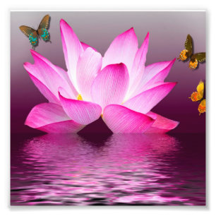 Impression Photo Lotus rose