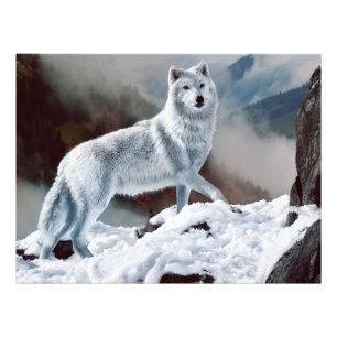 Impression Photo Loup arctique