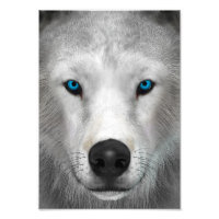 Loup Arctique