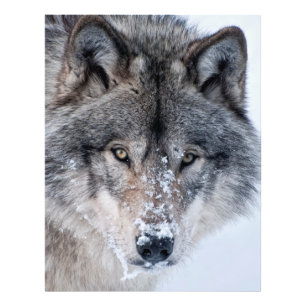 Impression Photo Loup de bois