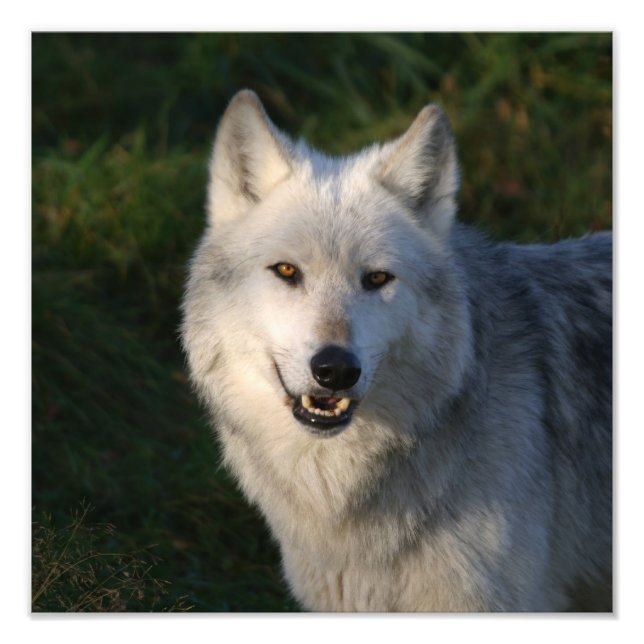 Impression Photo Loup de bois canadien Loup de bois canadien (Devant)