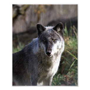 Impression Photo Loup de bois - Gros plan