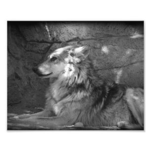 Impression Photo Loup en noir et blanc