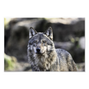 Impression Photo Loup gris