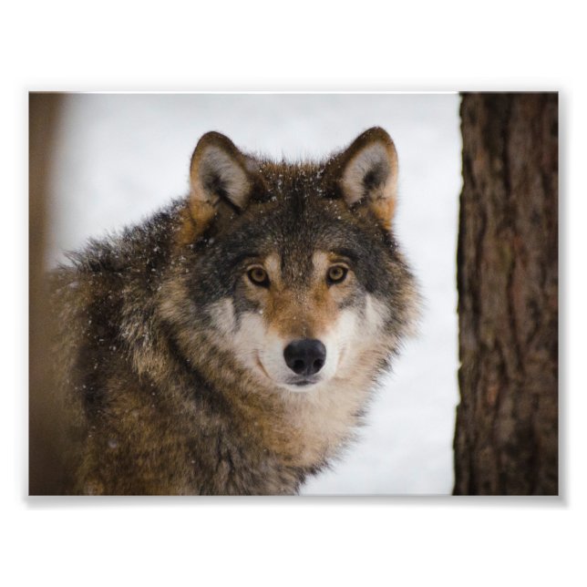 Impression Photo Loup gris européen (Devant)