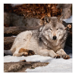 Impression Photo Loup gris-oriental