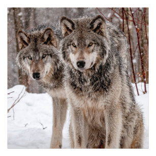 Impression Photo Loup gris-oriental