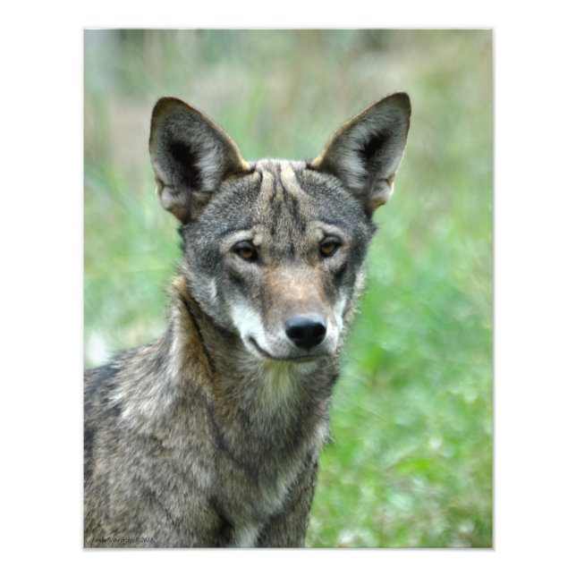 Impression Photo Loup rouge immature 16X20 (Devant)