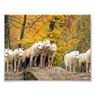 Impression Photo Loups blancs de l'Alaska dans la forêt