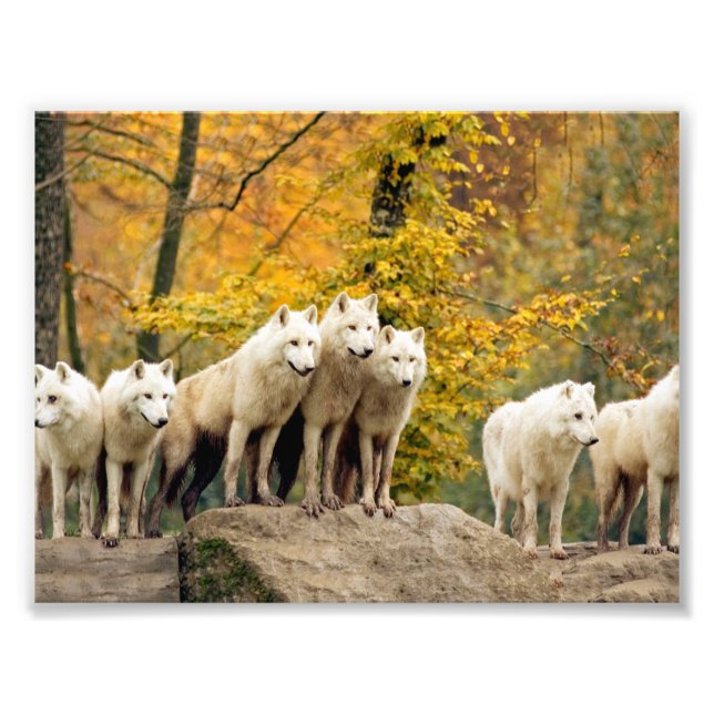 Impression Photo Loups blancs de l'Alaska dans la forêt (Devant)