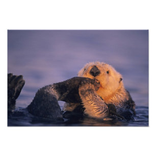 Impression Photo Loutre de mer, Enhydra lutris