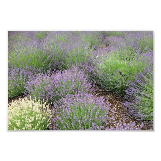 Impression Photo Lovely Lavender (Devant)