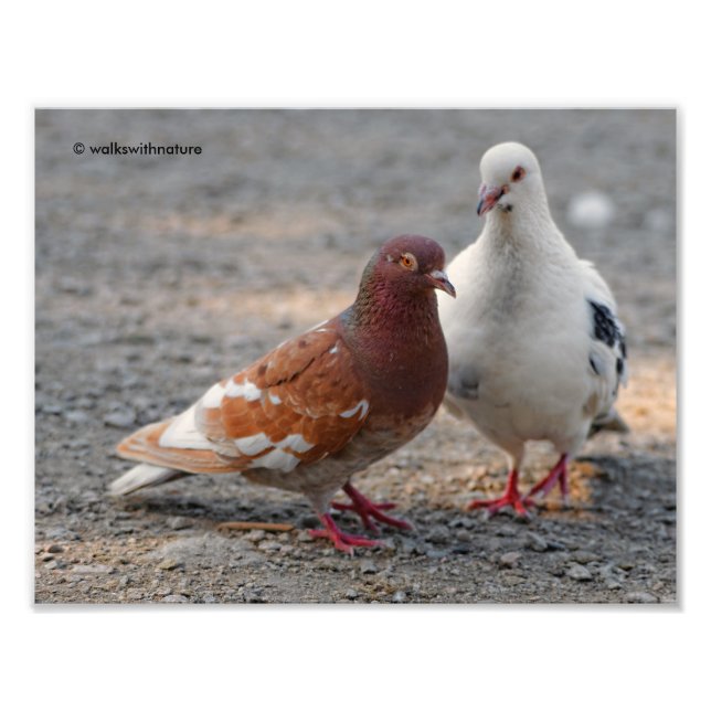 Impression Photo Lovey-Dovey Pigeons : Les gentillesses préfèrent l (Devant)