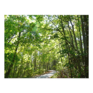 Impression Photo Lumière du soleil sur le chemin en bois au Centenn