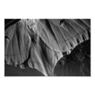Impression Photo Luna Moth en noir et blanc