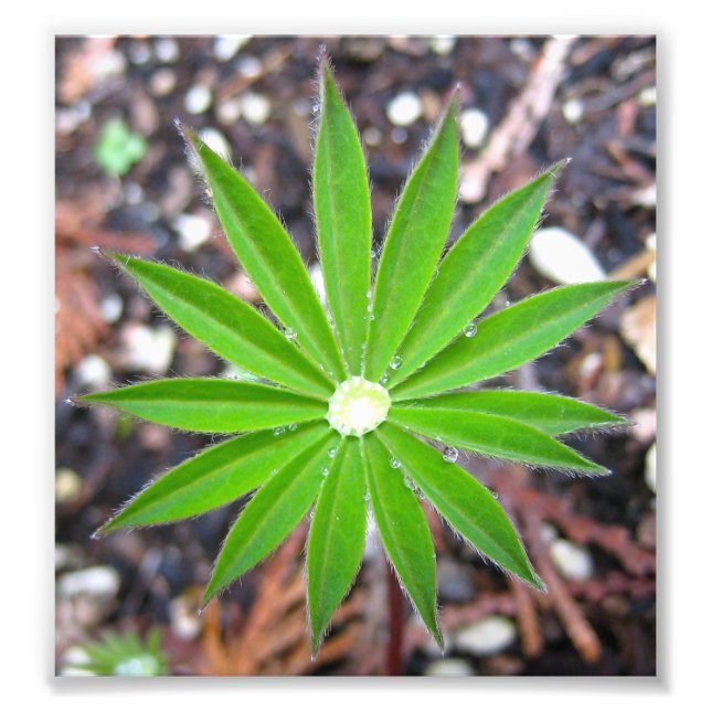 Impression Photo Lupin Leaf (Devant)