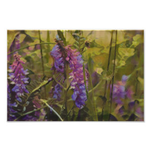 Impression Photo Lupine arctique pourpre et verte