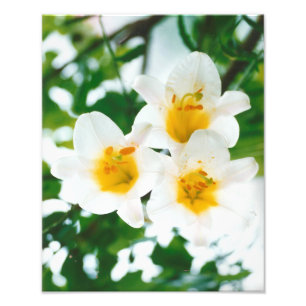 Impression Photo Lys blancs - Lilium candidum