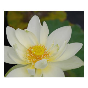 Impression Photo Lys d'eau de Lotus crémeux