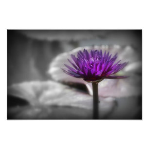Impression Photo Lys d'eau violet
