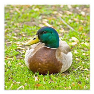 Impression Photo M. Mallard Duck