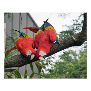 Impression Photo Macaws II