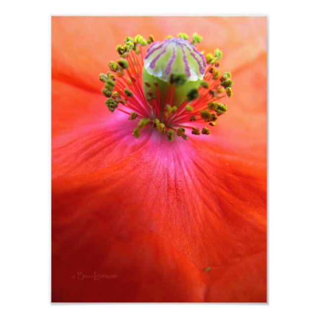 Impression Photo Macro de fleur de pavot rouge (Devant)