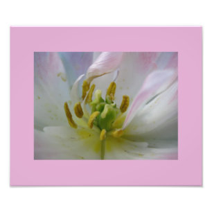 Impression Photo Macro de tulipe rose