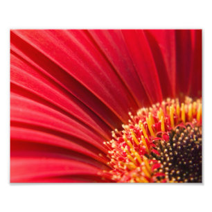 Impression Photo Macro fleur rouge de marguerite de Gerbera
