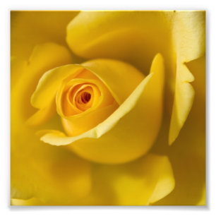 Impression Photo Macro Rose jaune