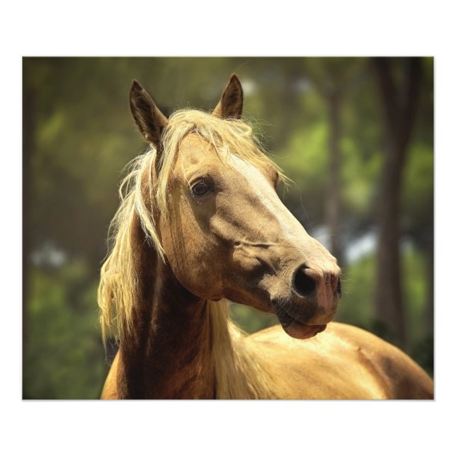 Impression Photo Magnifique cheval de palomino sauvage (Devant)