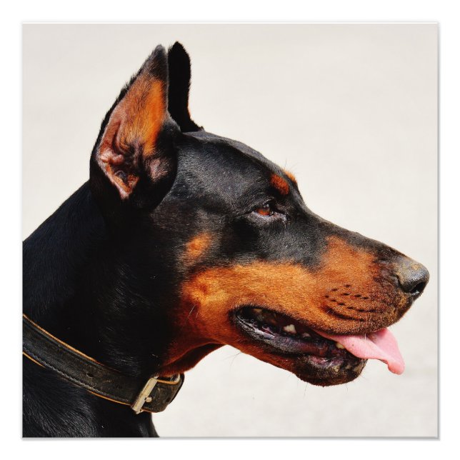 Impression Photo Magnifique Doberman Pinscher (Devant)